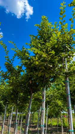 Arbori și arbusti la ghiveci - Carpinus betulus – carpen la ghiveci de 90 L
