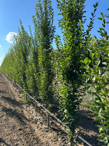 Arbori - Carpinus Betulus Fastigiata (Carpen Columnar) 300-400 cm
