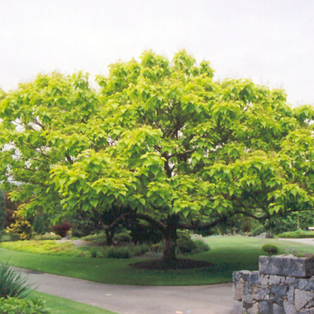 Arbori - Catalpa Bignonioides Nana (Globulara)