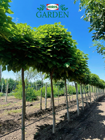 Arbori - CATALPA NANA GLOBULARA