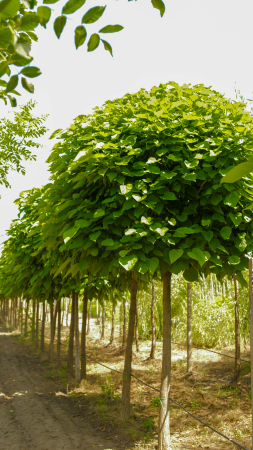 Arbori - Catalpa bignonioides Nana – catalpa globulară de talie mare