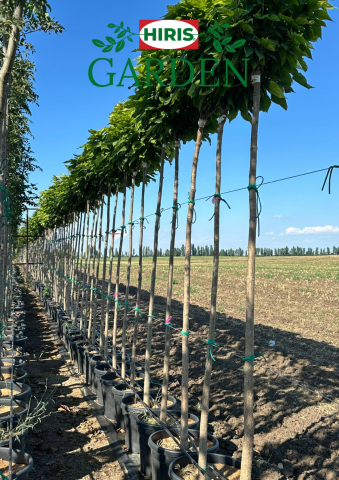 Arbori și arbusti la ghiveci - Catalpa Nana Globulara - Ghiveci