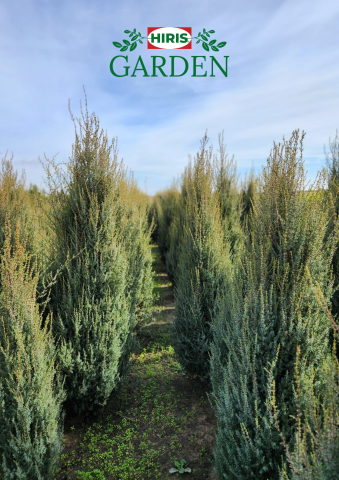 Arbusti - Juniperus arnold