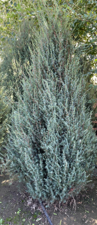 Juniperus arnold [3]