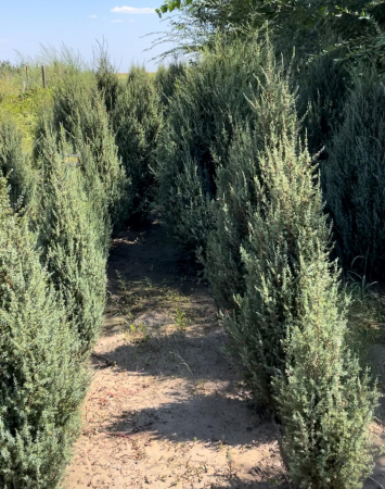 Juniperus arnold [2]