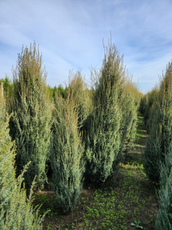 Juniperus arnold [1]