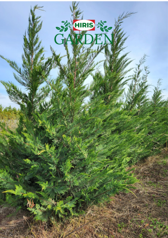 Arbusti - Chamaecyparis Leylandii