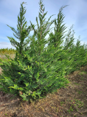 Chamaecyparis Leylandii [3]