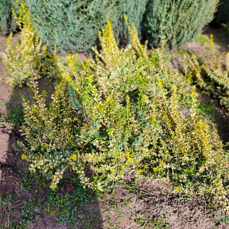 Euonymus fortunei 'Emerald Gaiety'- pentru gradini racoroase [1]