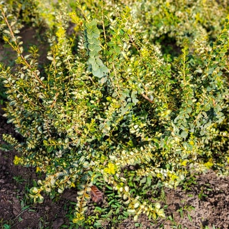Euonymus fortunei 'Emerald Gaiety'- pentru gradini racoroase [2]