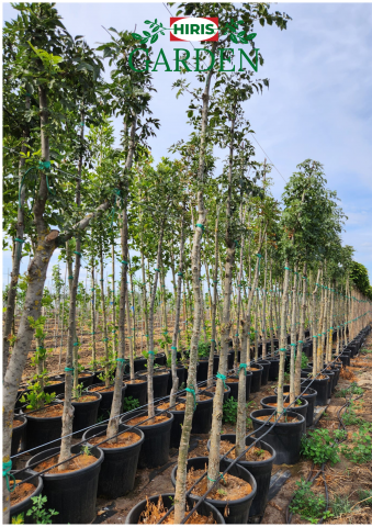 Arbori și arbusti la ghiveci - Fraxinus Excelsior (Frasin) - Ghiveci