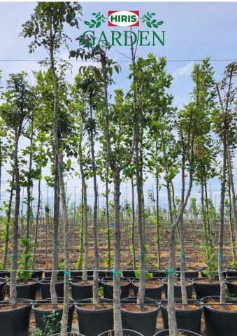 Fraxinus Excelsior (Frasin) - Ghiveci [1]