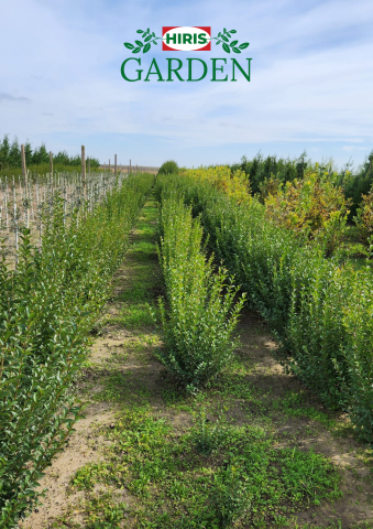 Arbusti - gard viu lemn cainesc Ligustrum ovalifolium