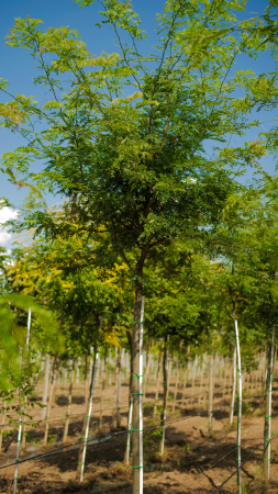 Arbori - Gleditsia triacanthos Sunburst – glediță fără ghimpi