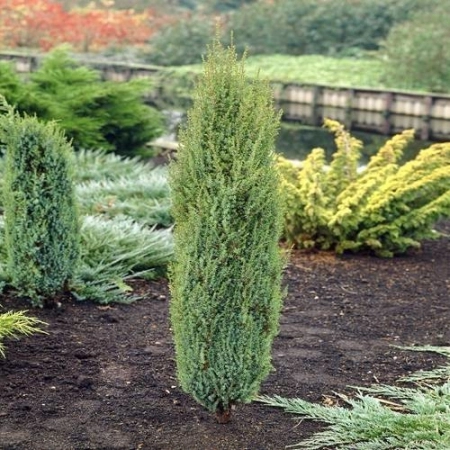 Ienupar Arnold - Juniperus communis Arnold [6]