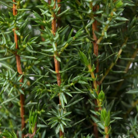 Ienupar Arnold - Juniperus communis Arnold [4]