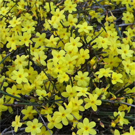 Iasomie de iarna - Jasminum nudiflorum 20-25 cm [0]