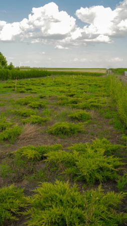 Arbusti - Juniperus Pfitzeriana Aurea – ienupăr târâtor auriu