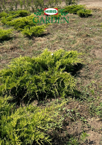 Arbusti - Juniperus Horizontalis (Ienupăr târâtor)