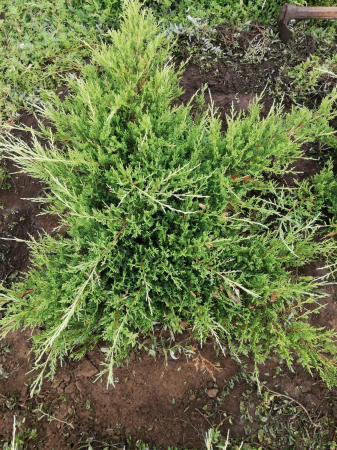 Juniperus Horizontalis (Ienupăr târâtor) [1]