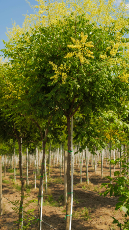 Arbori - Koelreuteria paniculata – arborele de aur cu flori galbene