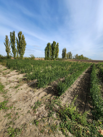 gard viu lemn cainesc Ligustrum ovalifolium [4]