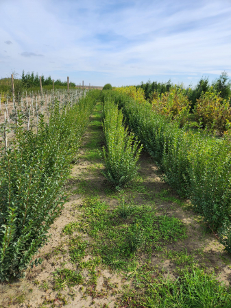 gard viu lemn cainesc Ligustrum ovalifolium [1]