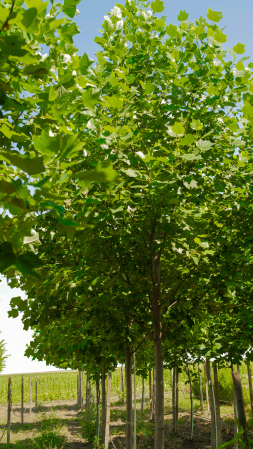 Arbori - Liquidambar styraciflua – arbore de gumă american
