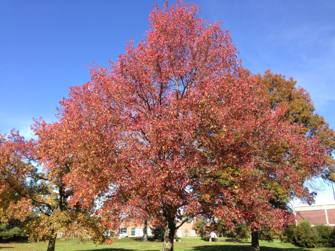 Arbori - Liquidambar styraciflua (Arbore de gumă)
