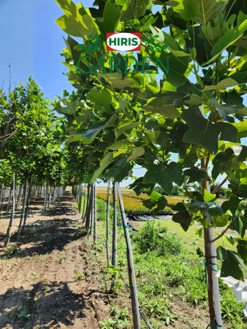 Liriodendron Tulpifera (Arbore lalea) [1]