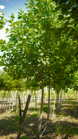 Arbori - Liriodendron tulipifera – arborele lalea ornamental