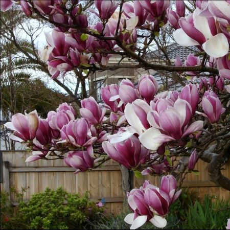 Magnolia roz - Magnolia soulangeana [0]