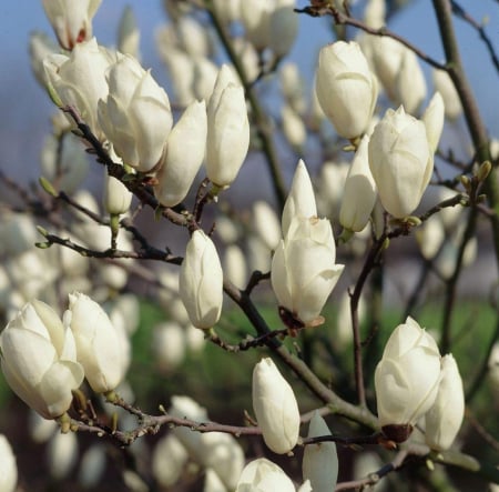 Magnolia stellata [2]