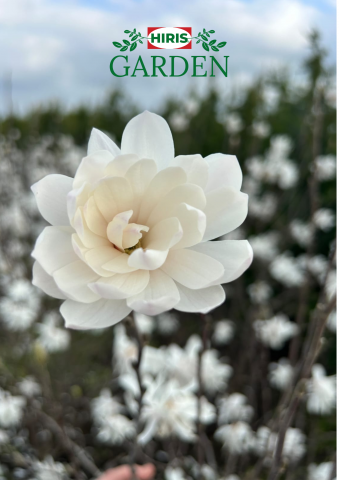Arbusti - Magnolia stellata