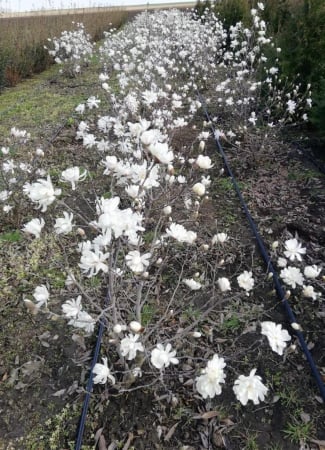 Magnolia stellata [1]