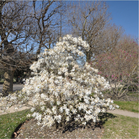 Magnolia stellata 50-60 cm [3]