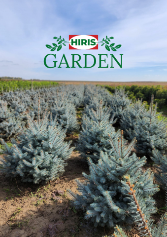 Arbori - Picea Blue Diamond (Molid Argintiu)