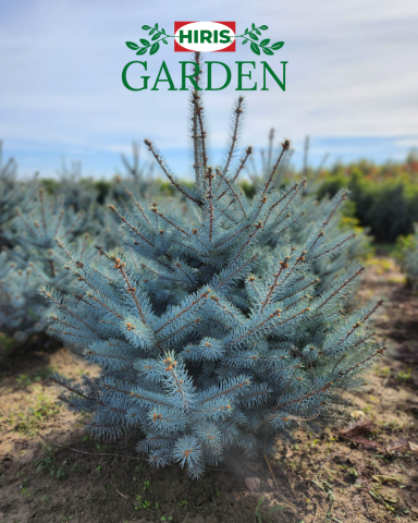 Picea Blue Diamond (Molid Argintiu) [1]