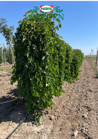 Arbori - Morus Alba Pendula (Dud Pendular)