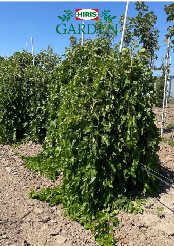 Morus Alba Pendula (Dud Pendular) [1]