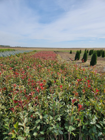 Photinia Red Robin este un arbust veșnic verde, cunoscut pentru frunzele sale noi de culoare roșu aprins. Este o plantă populară pentru grădini și pe terase. [3]