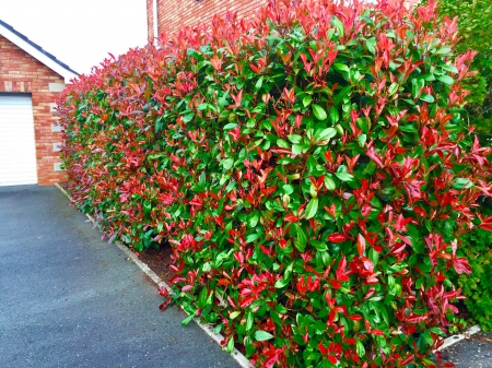 Photinia Red Robin este un arbust veșnic verde, cunoscut pentru frunzele sale noi de culoare roșu aprins. Este o plantă populară pentru grădini și pe terase. [4]