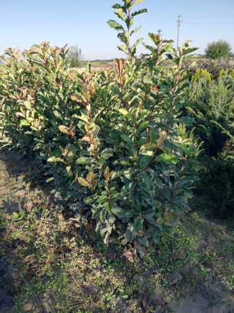 Photinia Red Robin este un arbust veșnic verde, cunoscut pentru frunzele sale noi de culoare roșu aprins. Este o plantă populară pentru grădini și pe terase. [2]