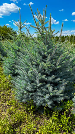 Arbori - Picea pungens Blue Diamond – molid argintiu decorativ