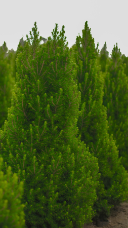 Arbusti - Picea glauca Conica – molid canadian conic