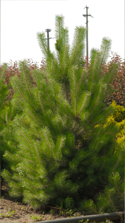 Arbori - Pinus nigra – pin negru ornamental