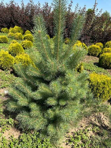 Arbori - Pinus Nigra (Pin Negru)