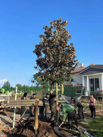 Servicii - Servicii profesionale de plantare