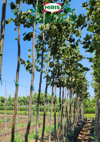 Arbori și arbusti la ghiveci - Platanus Acerifolia (Platan) - Ghiveci