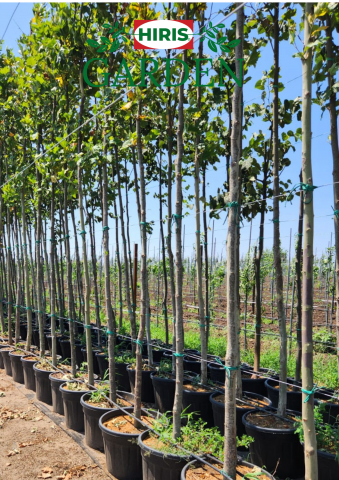Platanus Acerifolia (Platan) - Ghiveci [1]